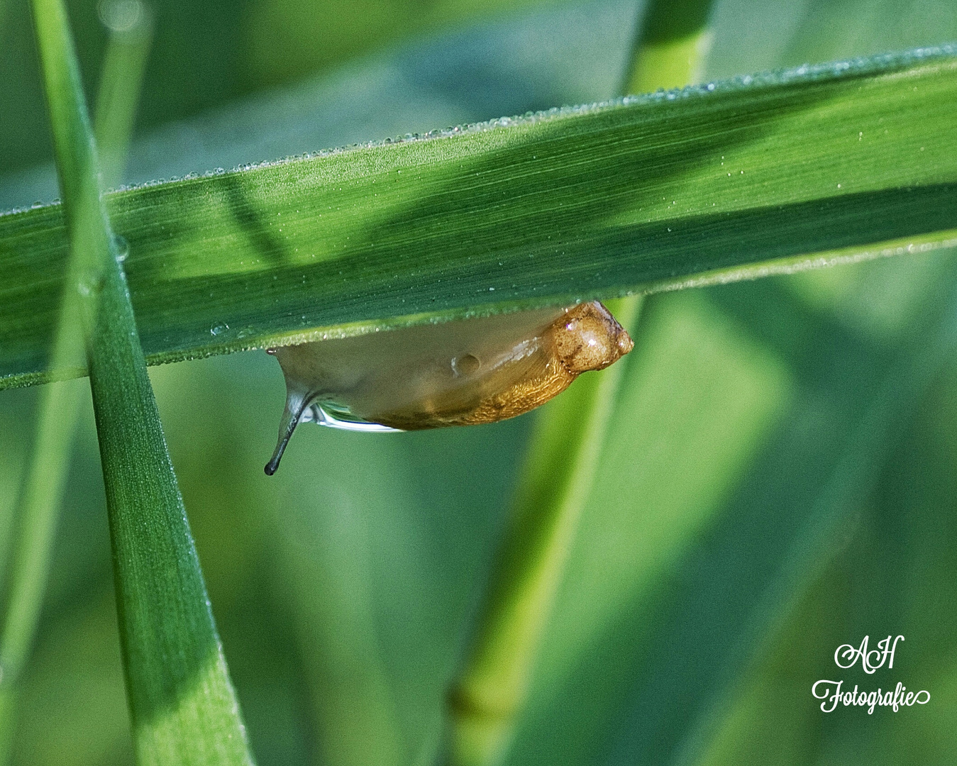 Schnecke