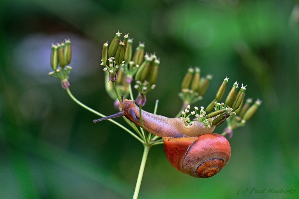 Schnecke