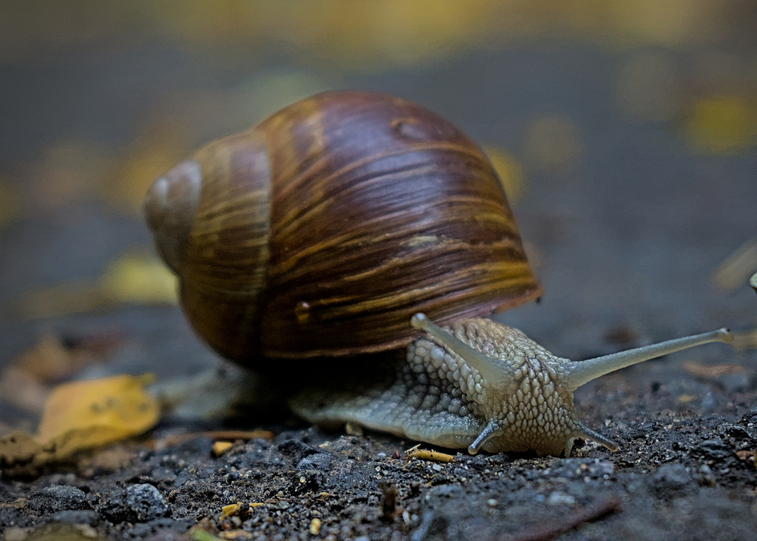 Schnecke