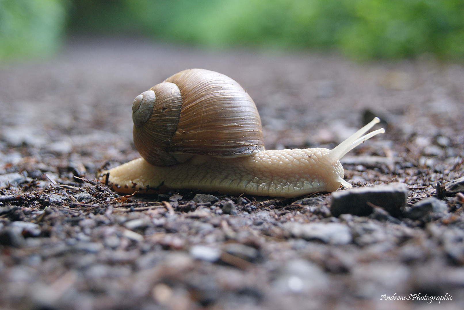 Schnecke