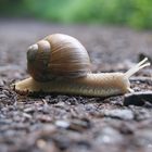 Schnecke