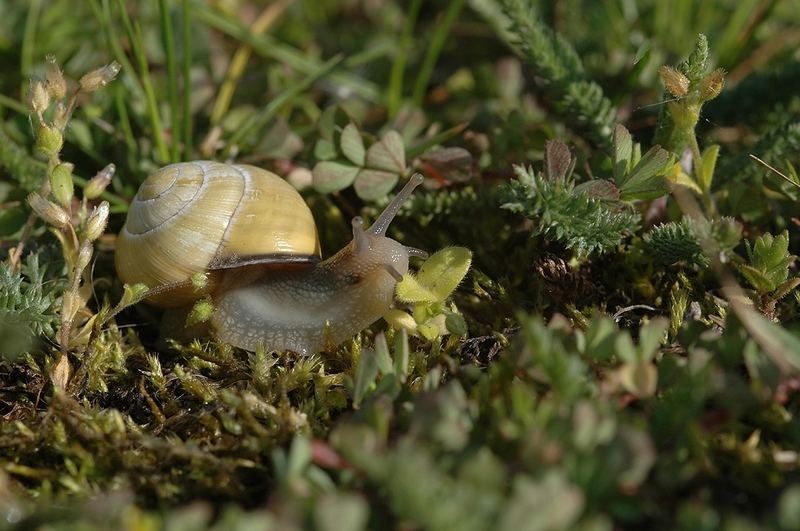 Schnecke