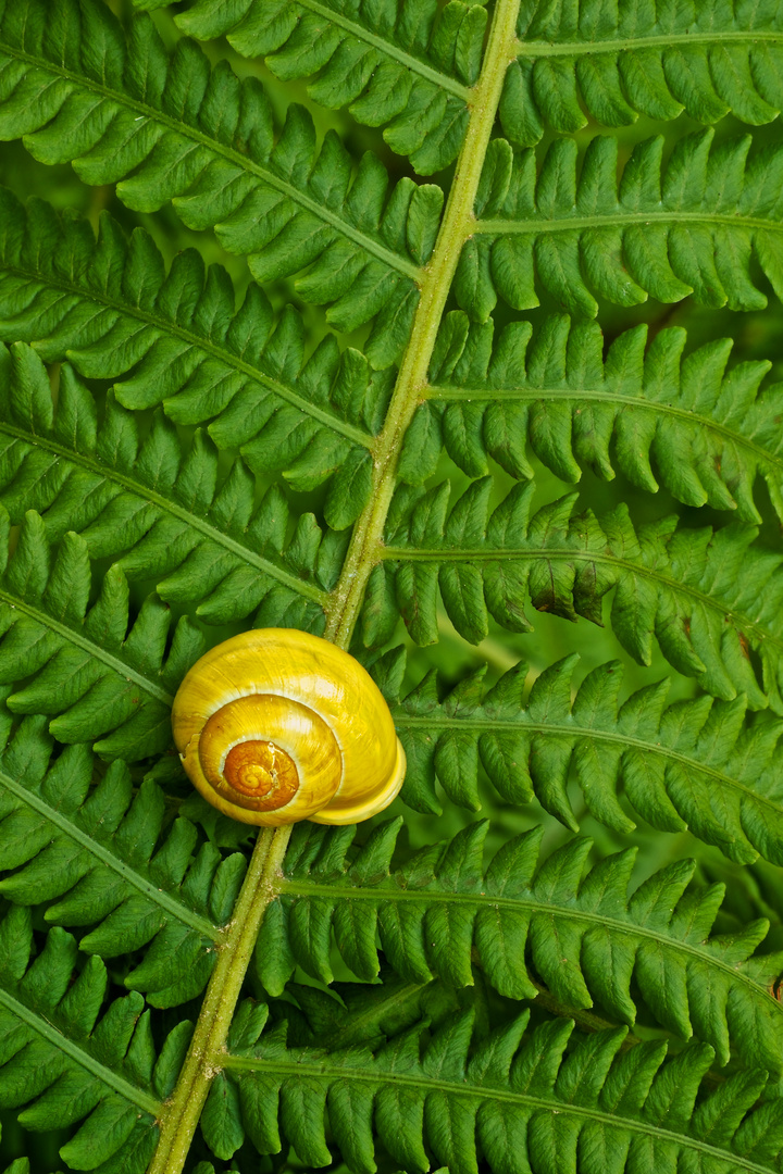 Schnecke