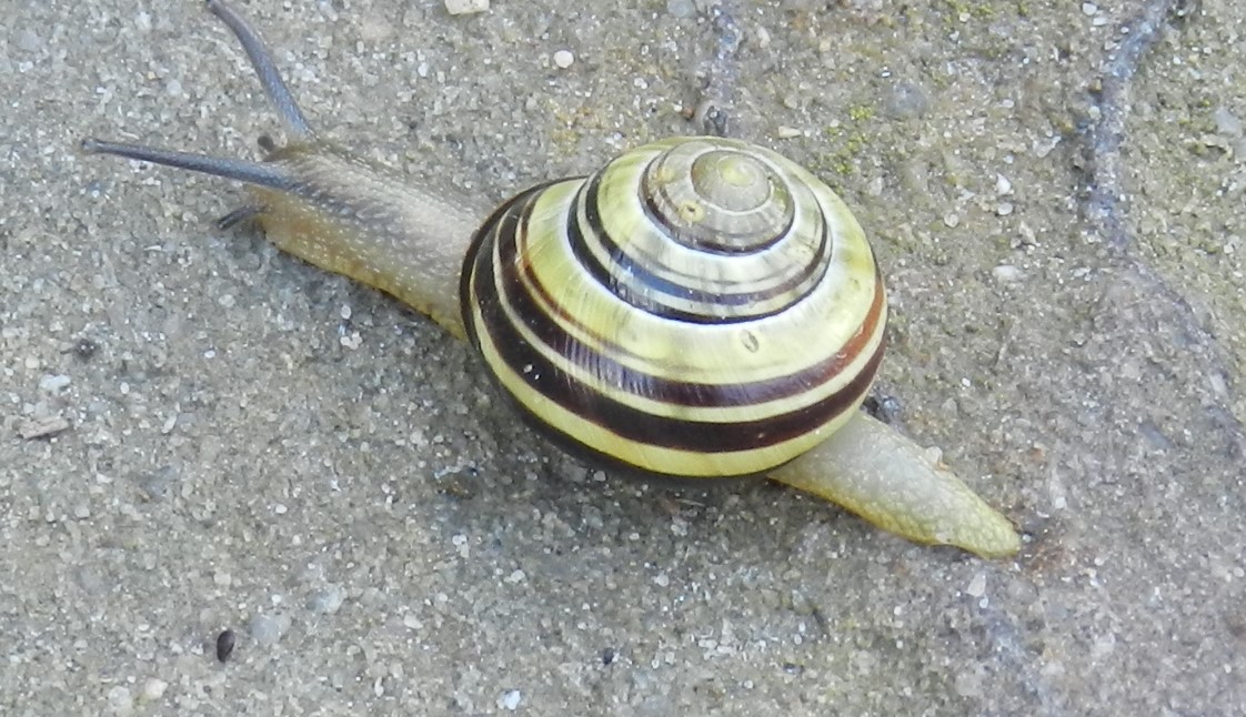 Schnecke