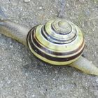 Schnecke