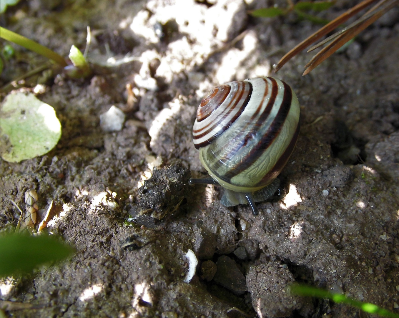 Schnecke die 2. 