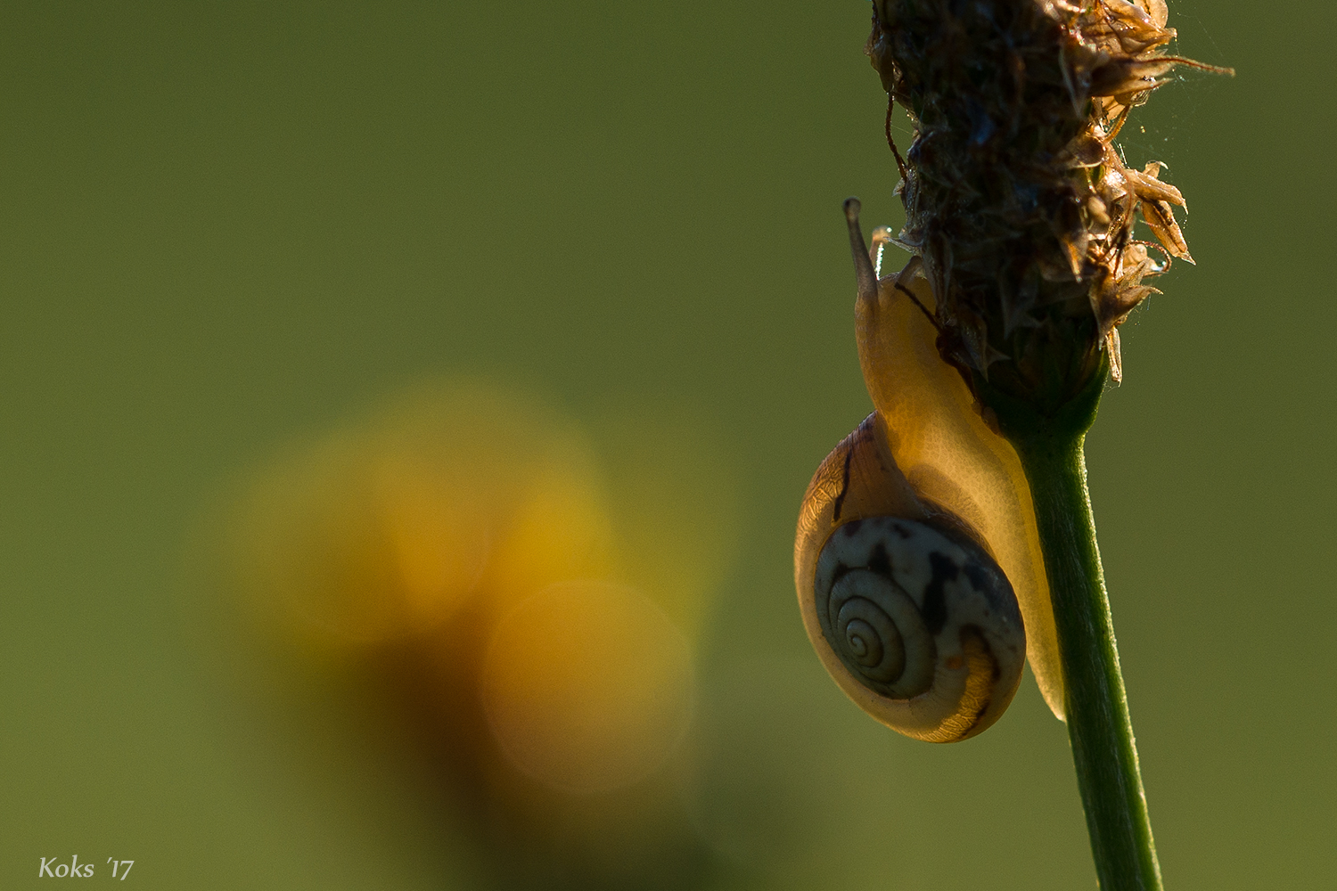 Schnecke - die Erleuchtete