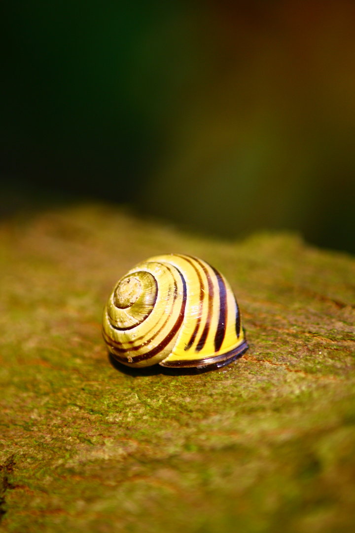 Schnecke die Zweite