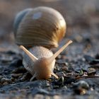 Schnecke