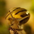 Schnecke