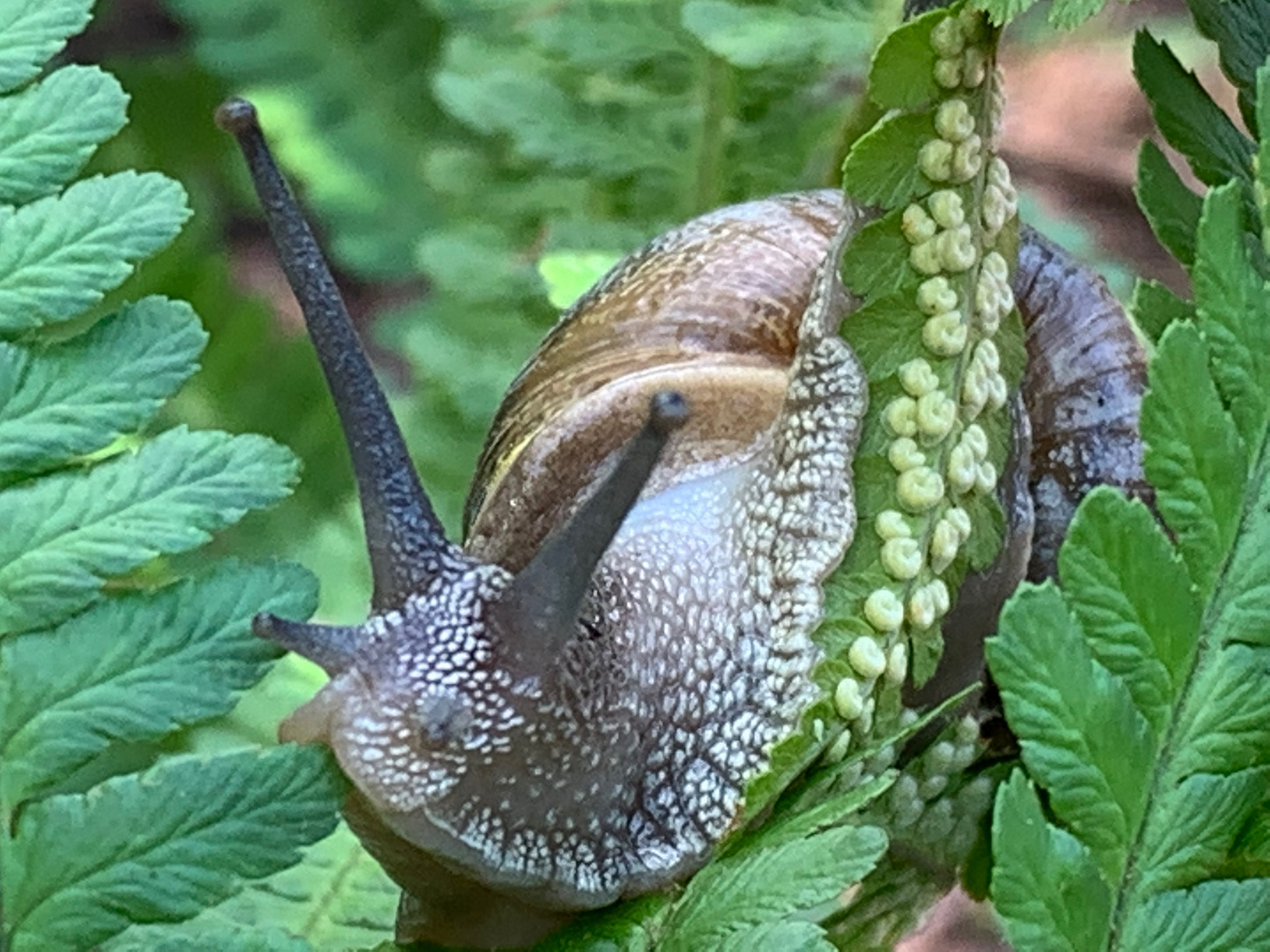 Schnecke