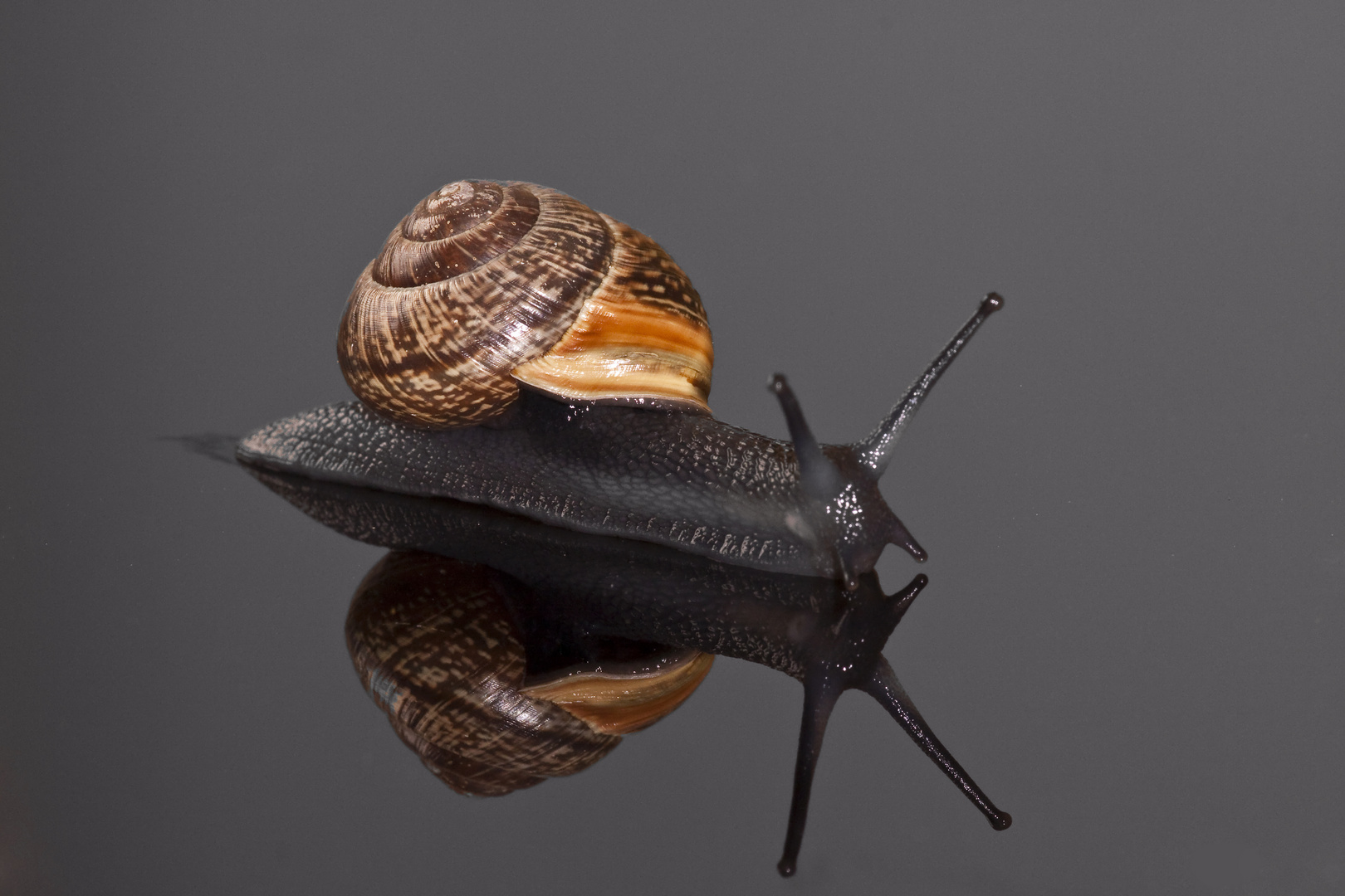 Schnecke