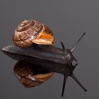 Schnecke