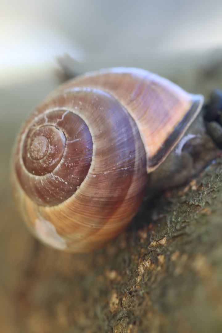 Schnecke