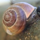 Schnecke