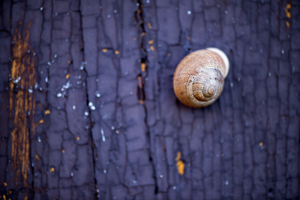 Schnecke