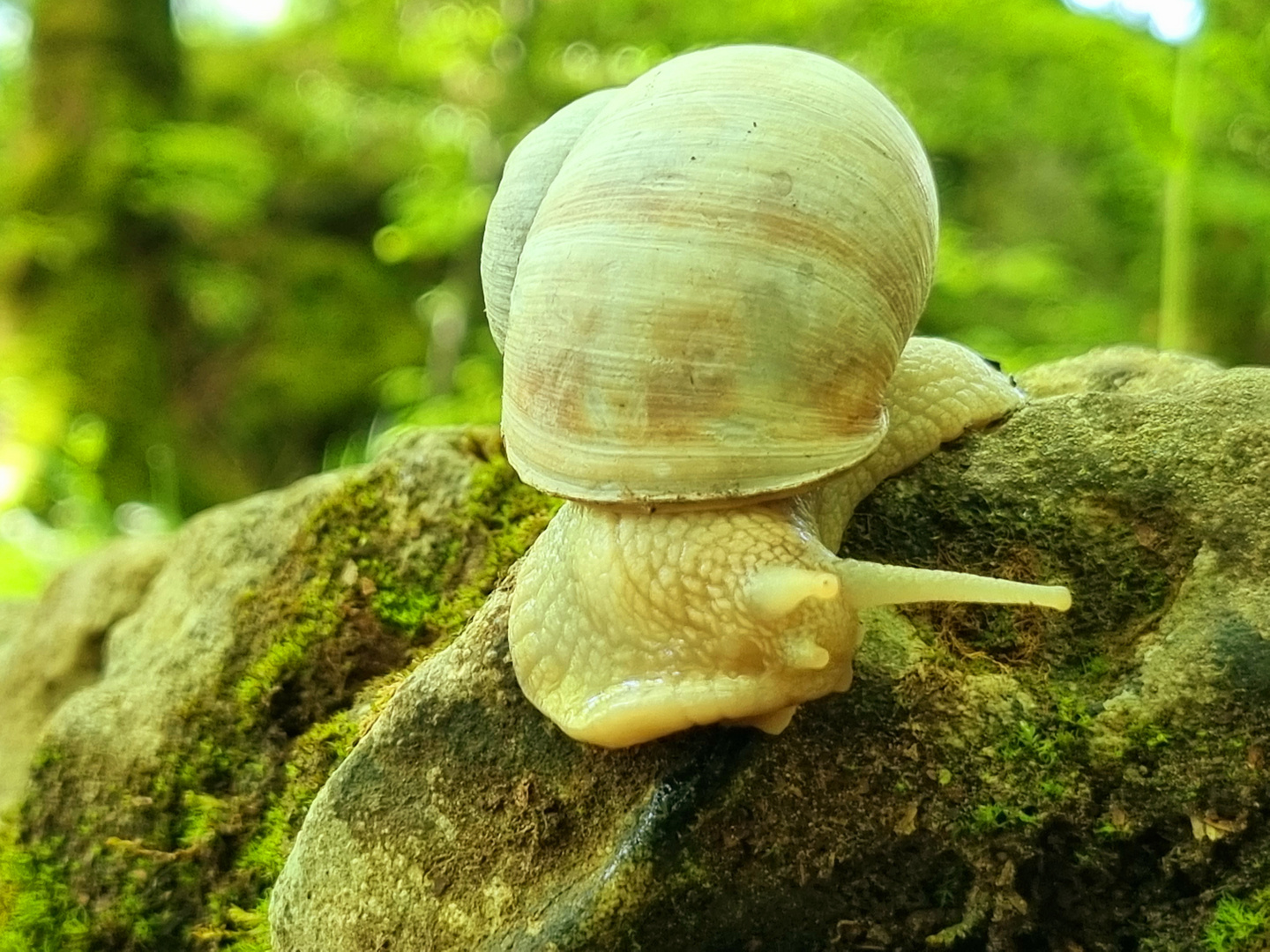 Schnecke