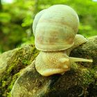 Schnecke