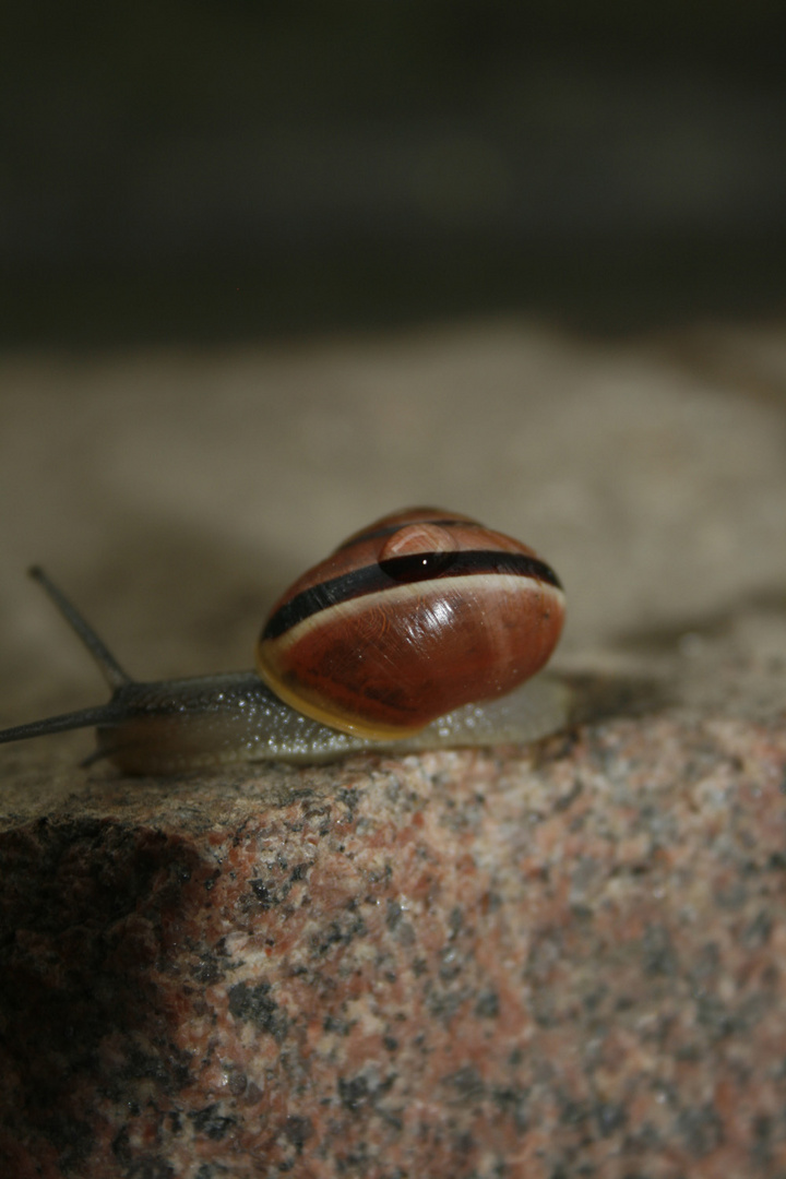 Schnecke