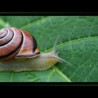 Schnecke