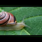 Schnecke