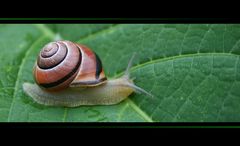 Schnecke