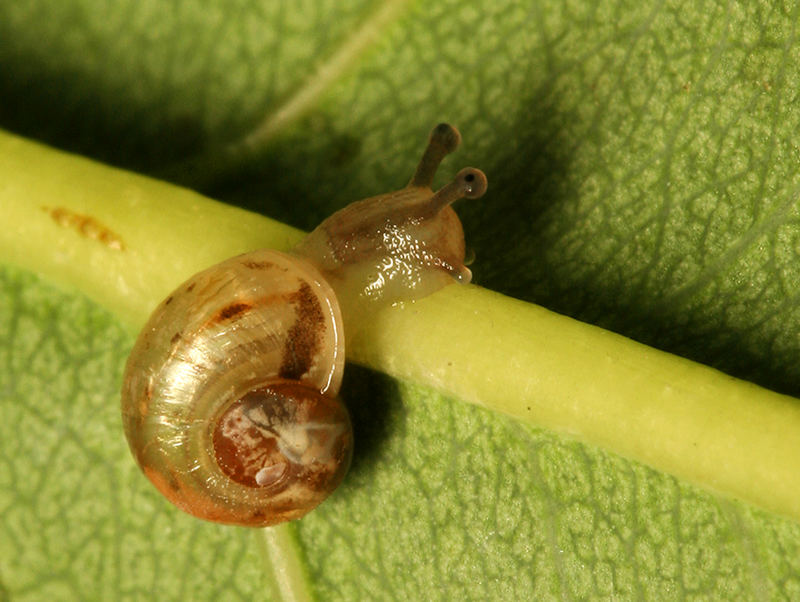 Schnecke