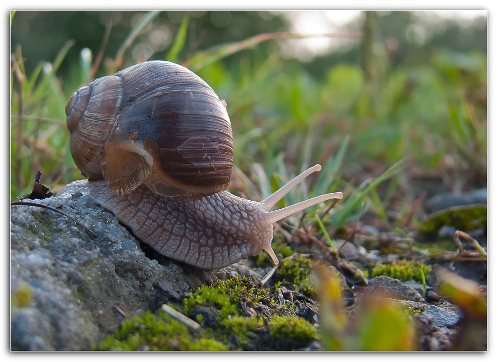 Schnecke