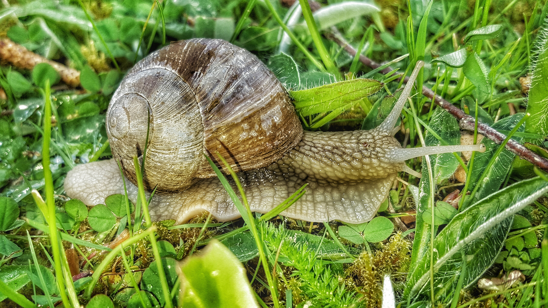 Schnecke Foto & Bild | tiere, schnecke, natur Bilder auf fotocommunity