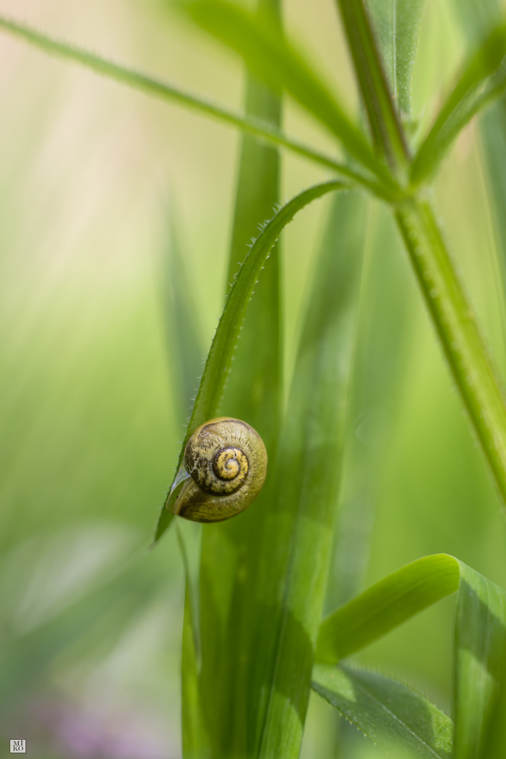 Schnecke