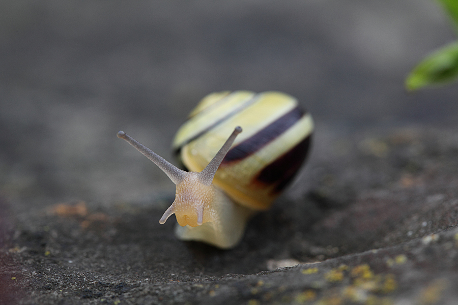 Schnecke