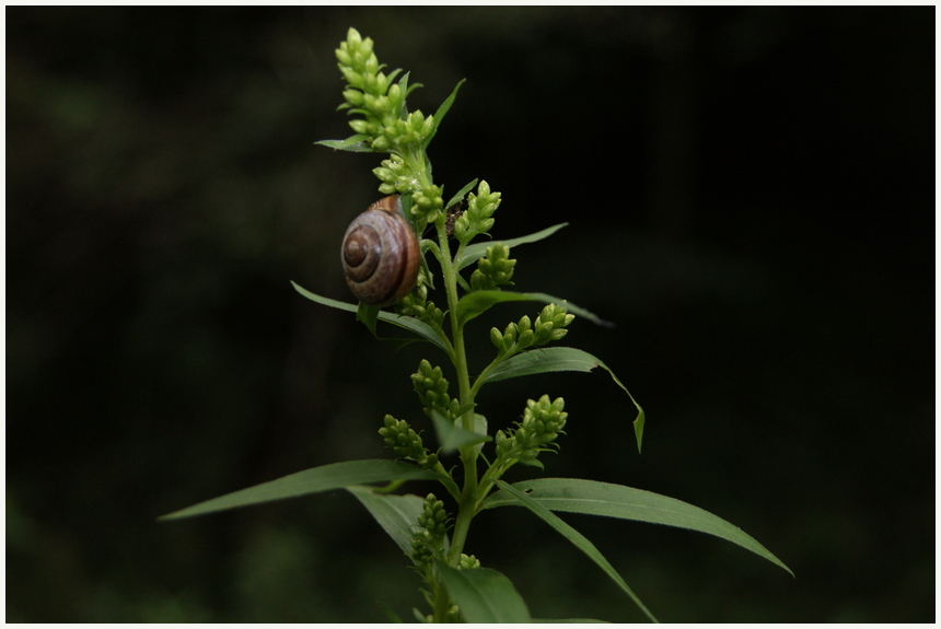 Schnecke