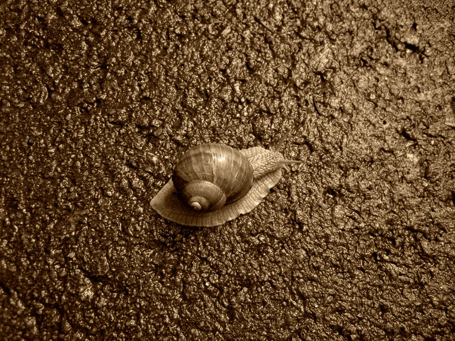 Schnecke