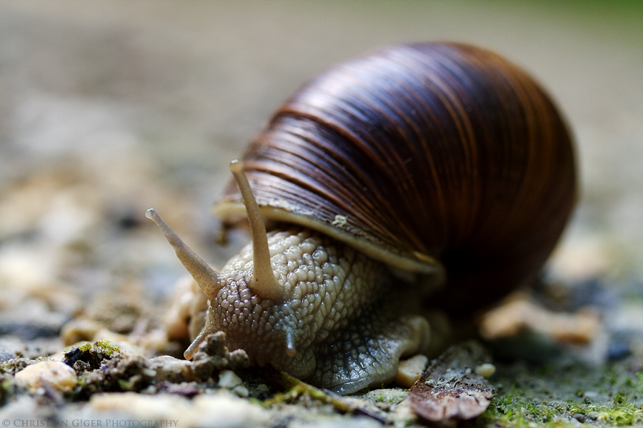 Schnecke