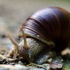 Schnecke