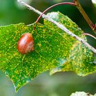 Schnecke