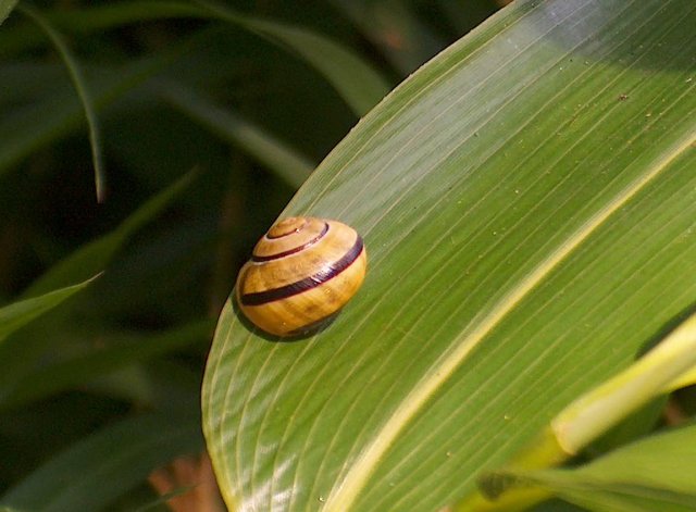 Schnecke