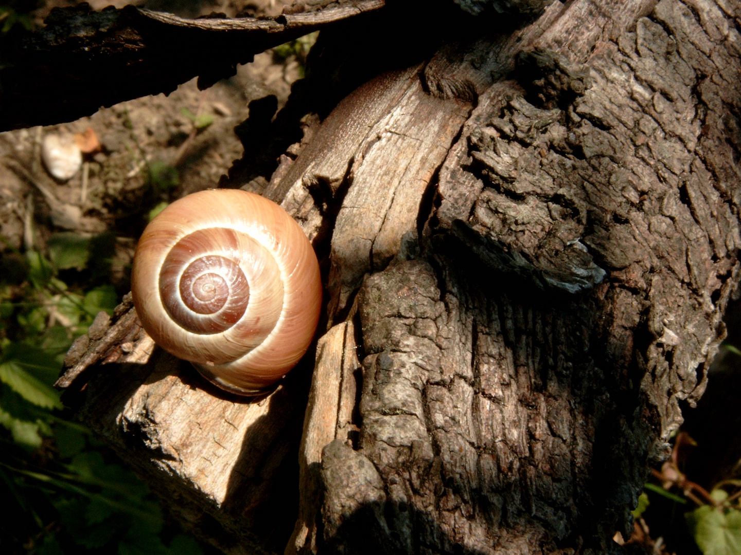 Schnecke