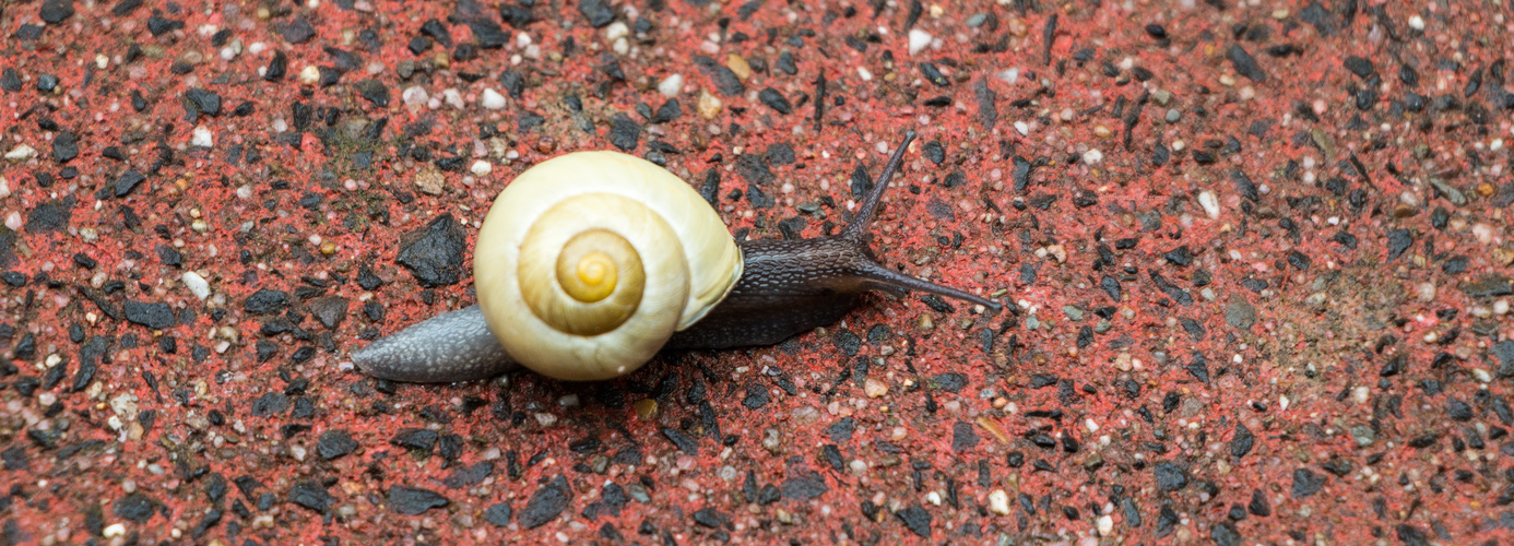 Schnecke