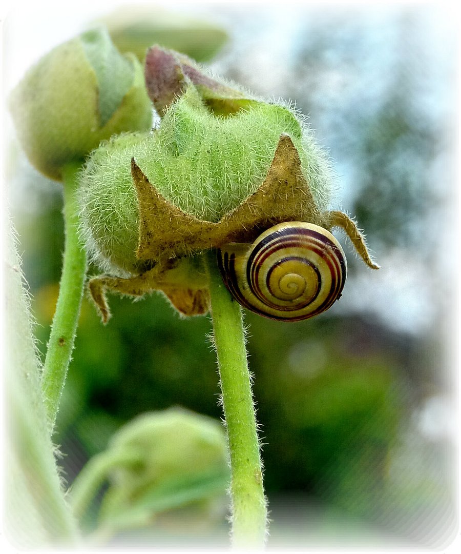 ~~ Schnecke  ~~