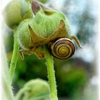 ~~ Schnecke  ~~