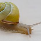 Schnecke