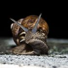 schnecke