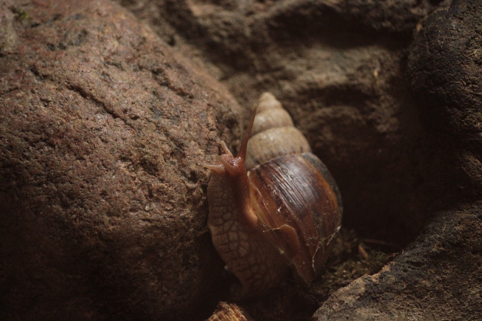 Schnecke