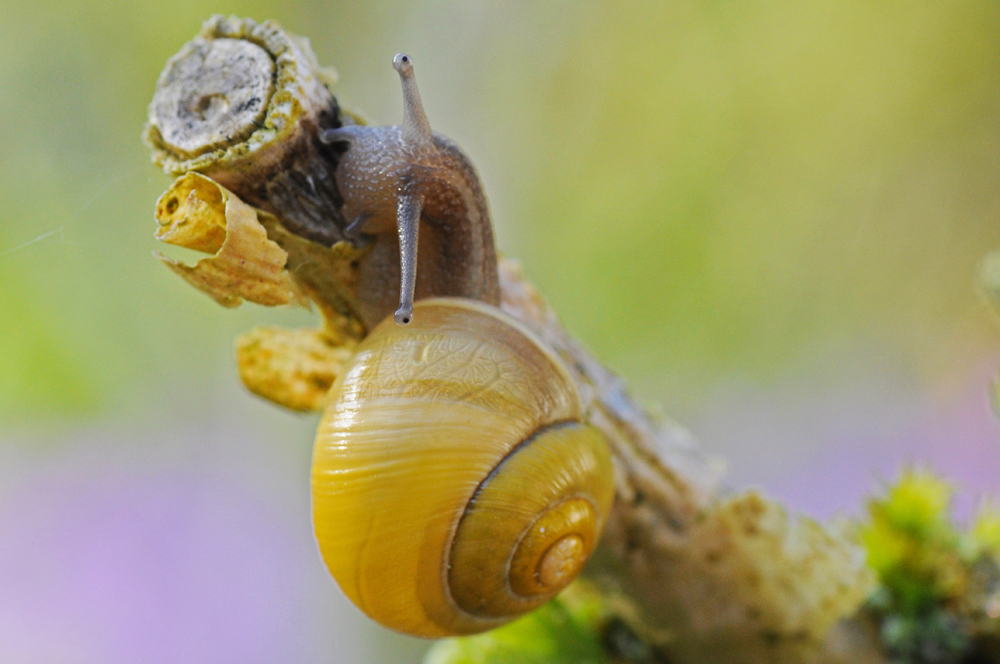 Schnecke