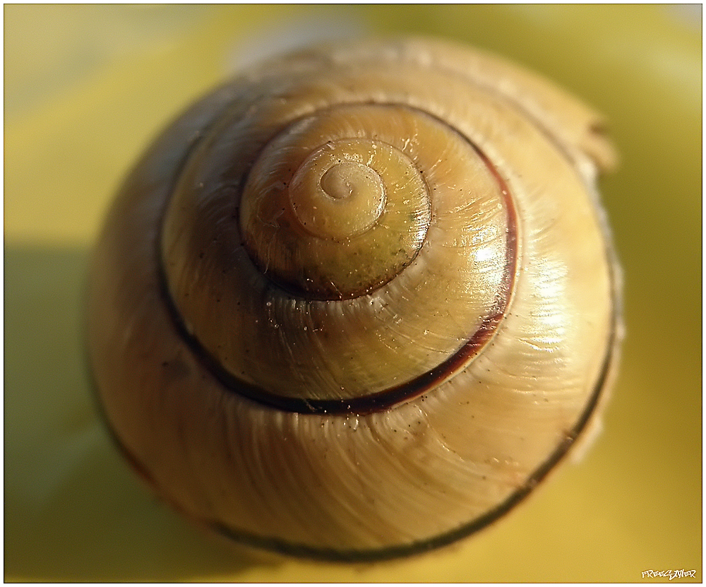 Schnecke