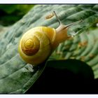 Schnecke