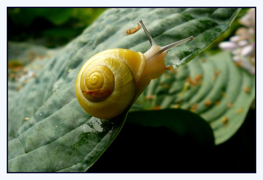 Schnecke