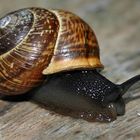 Schnecke