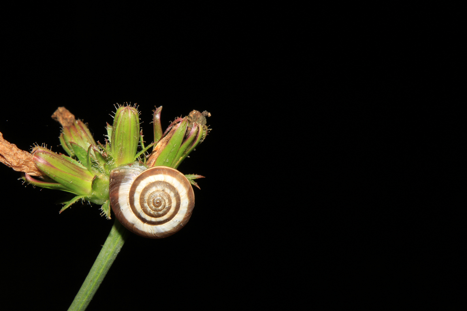 Schnecke